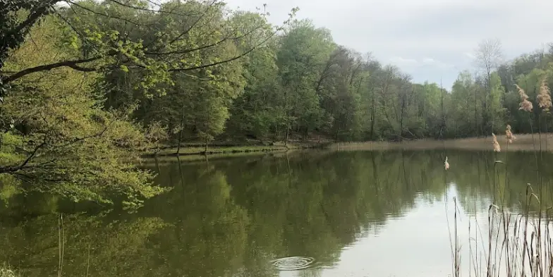 Etang de Neuffontaines