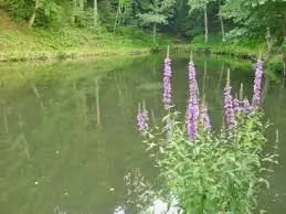 Etang du Schlosswald