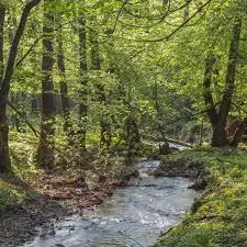 Ruisseau de Saint-Martin