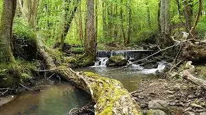 Ruisseau de Chambonne