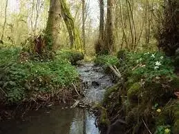 Ruisseau de Courcelles