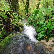 Goutte de Beaulieu