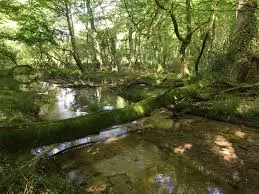 Ruisseau des Auvets