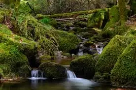 La Doue de l'Eau