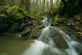 Ruisseau du Bois de Laye