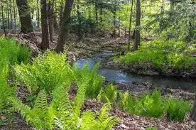 Ruisseau du Moulin