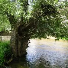 Ruisseau de l'Embouche