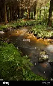 Torrent de Saint-Claude