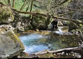 Ruisseau de la Rosière