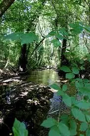 Ruisseau de l'Osier