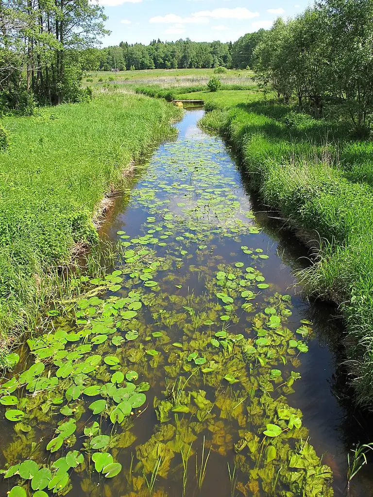 Rzeka Płoska