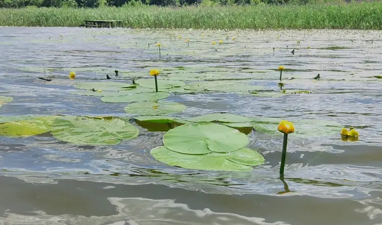 Jezioro Stręgielek