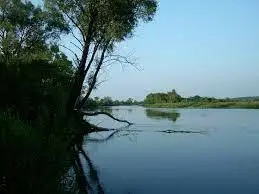 Rzeka Narew nr 6