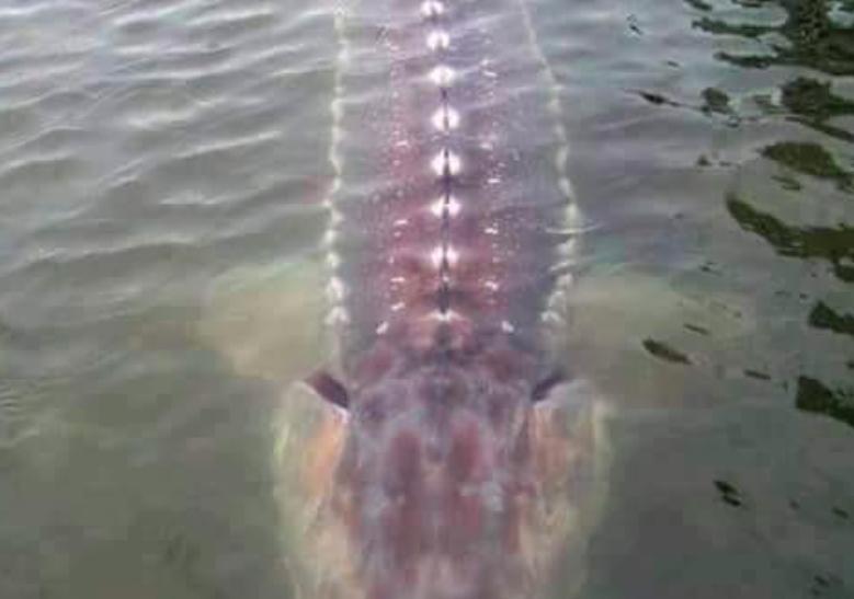 largest freshwater fish