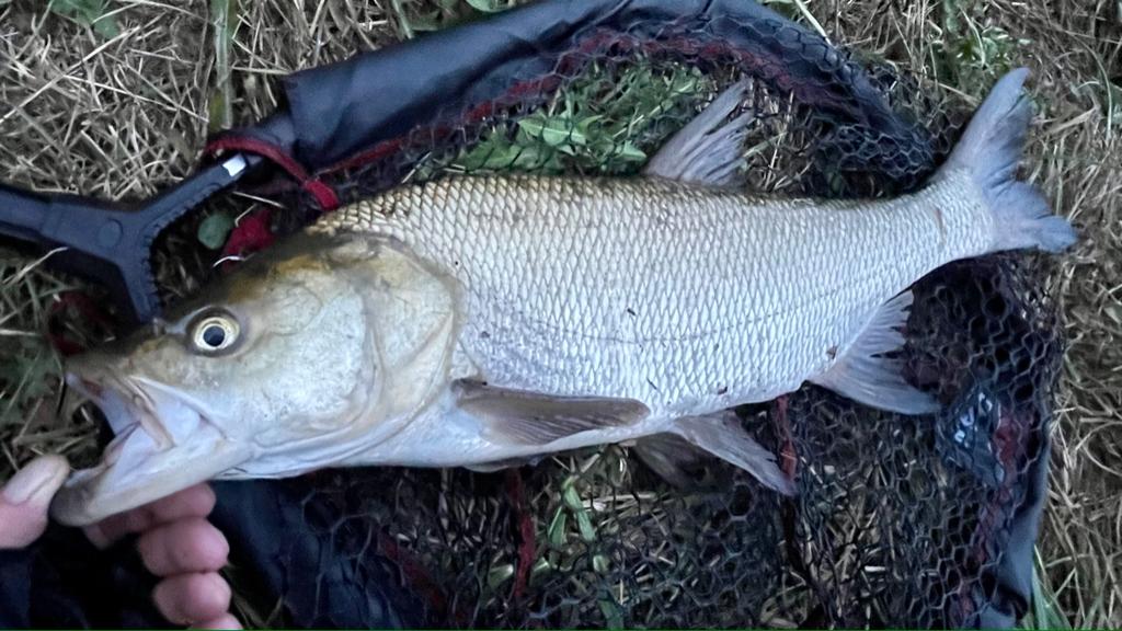 ,,Whopper  Plopper’’ woblery na divoké řece 