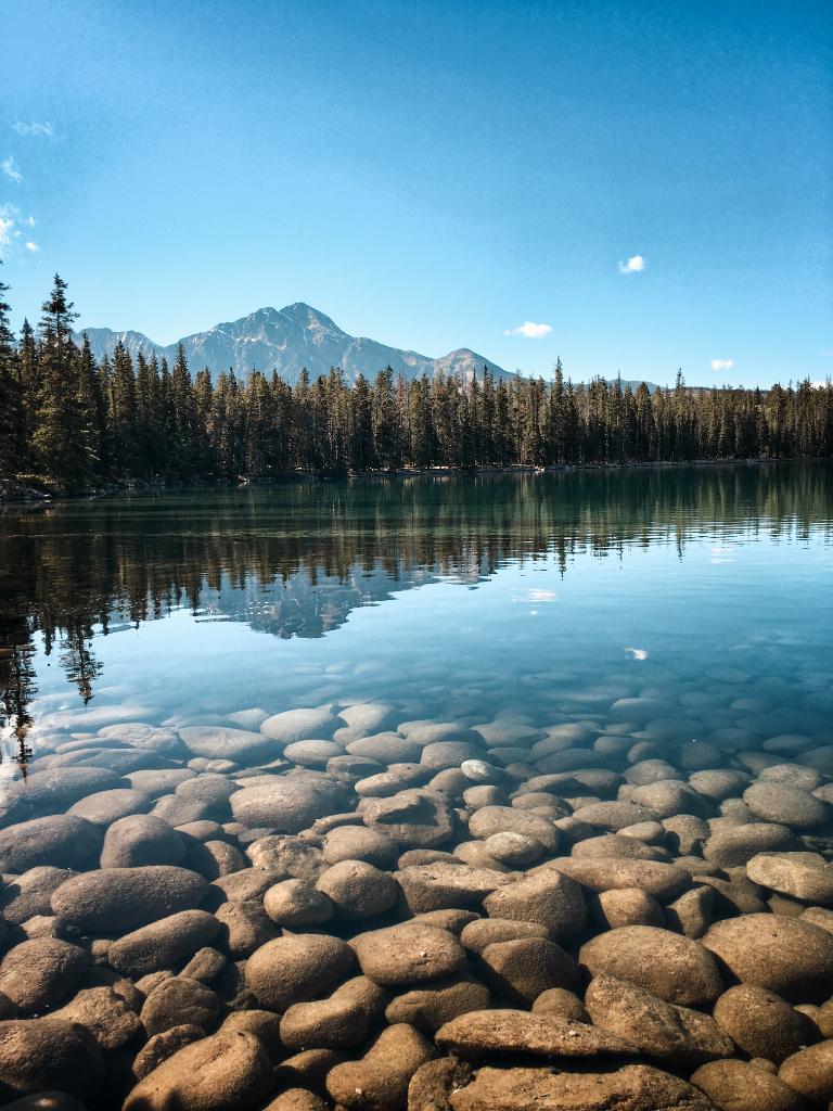 Hatchery vs Wild Coho Salmon in British Columbia 