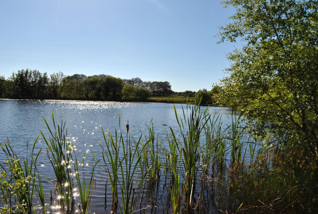 Fron Farm Fishery