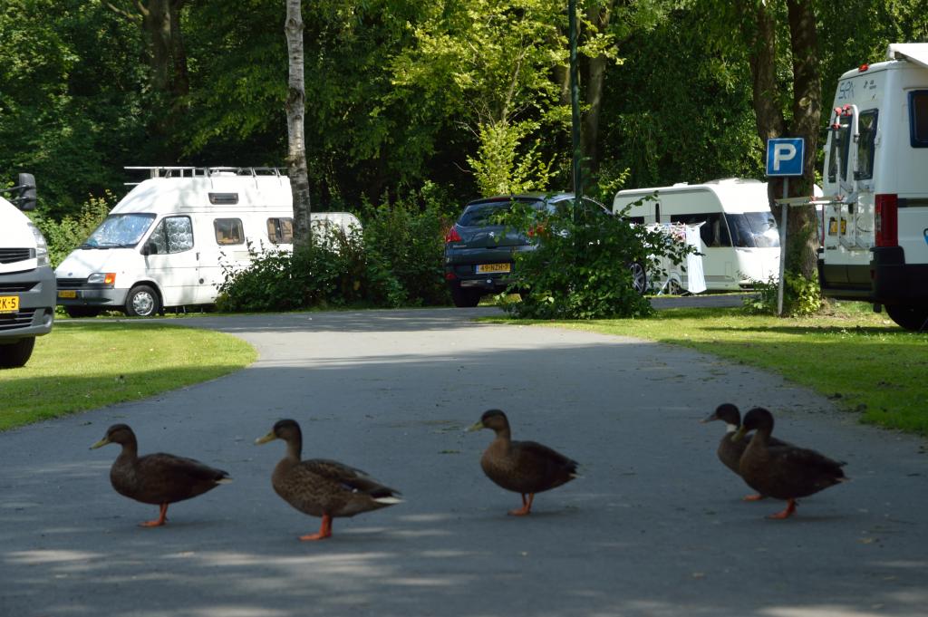 Camping Stadspark