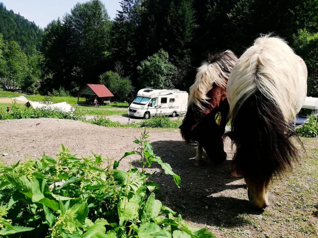 Camper Stop Logarska Valley