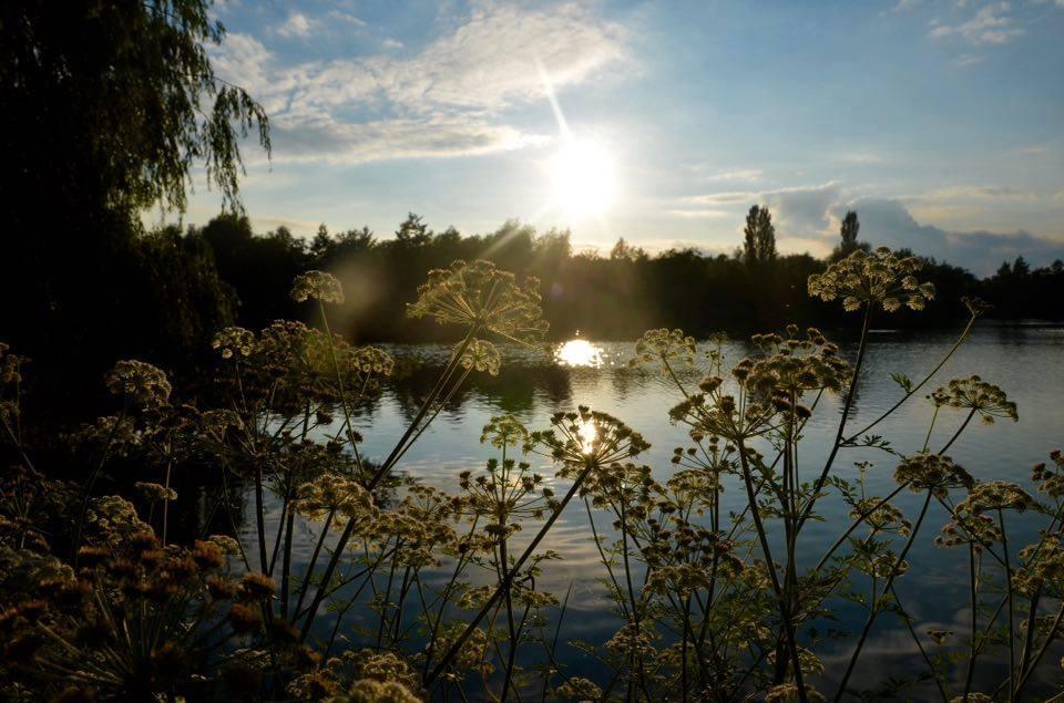 Willow Park Fishery