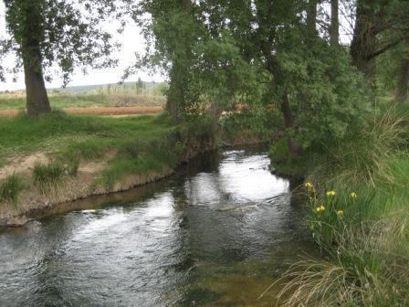 Coto La Tajera (Rio Tajuña)