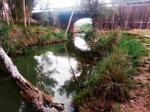 Coto Masegoso (Rio Tajuña)