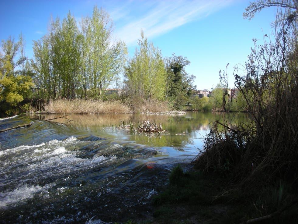 Coto Pineda (Rio Carrión)