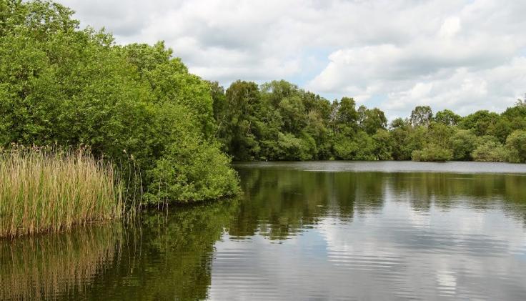 Wensum Fisheries